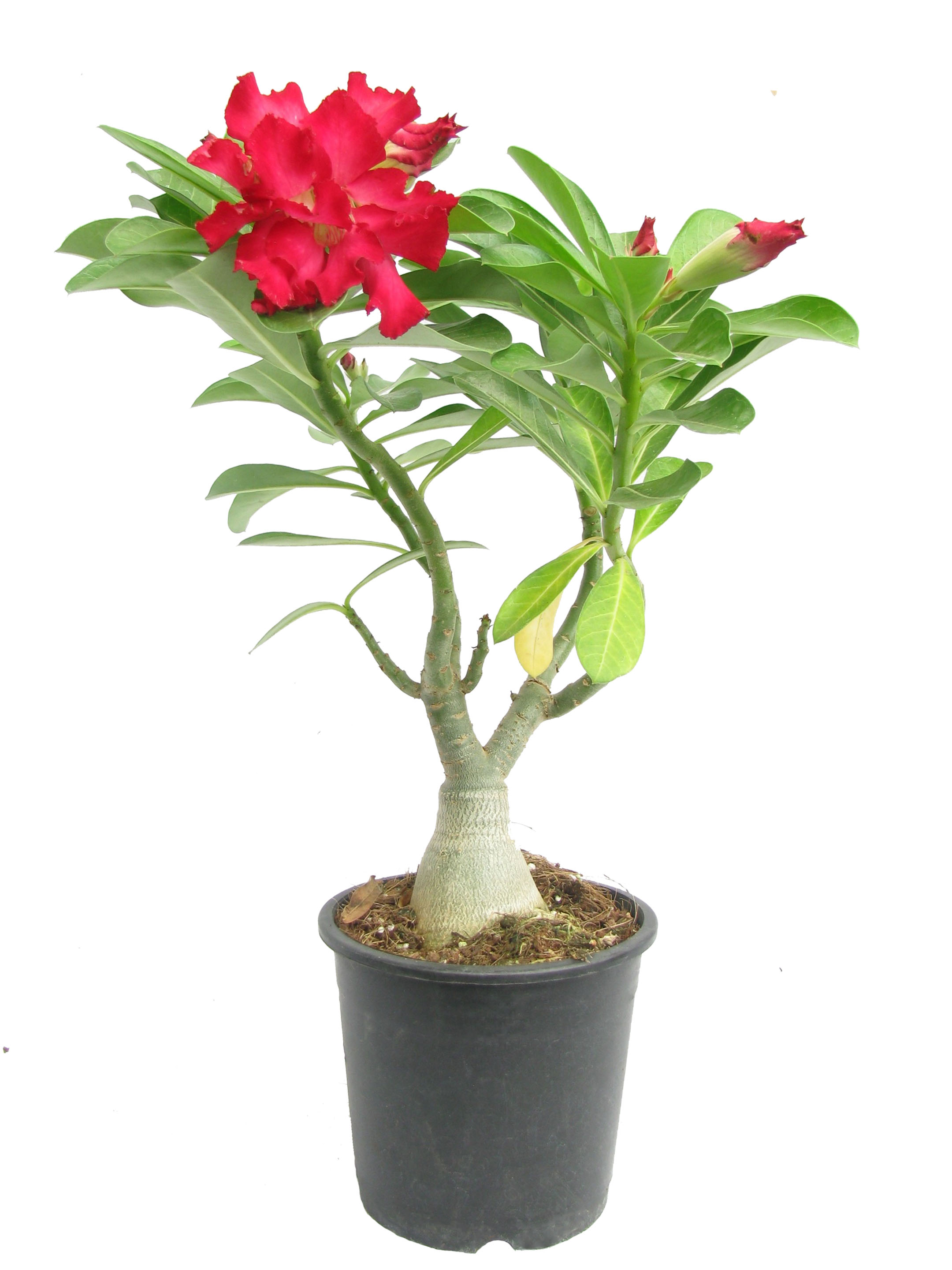Bonsai