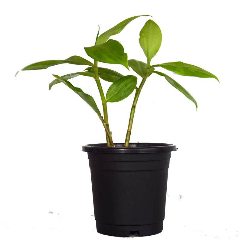 Medicinal Plants