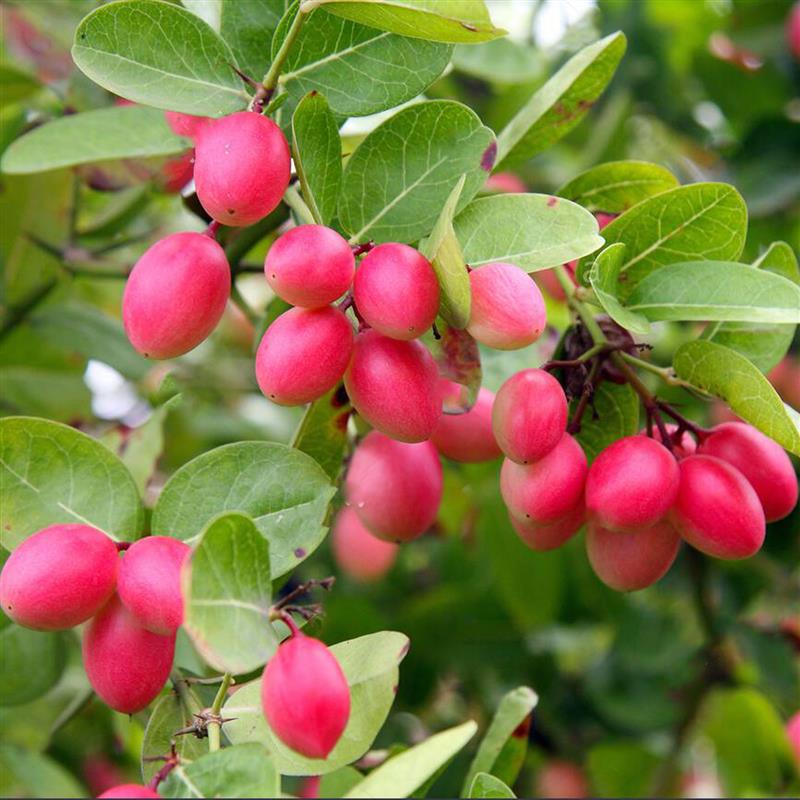 Fruits